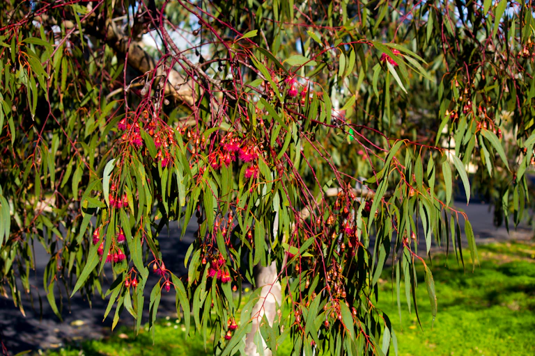 A yellow gum stands on a street