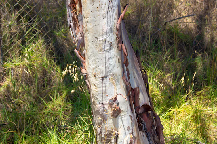 A yellow gum displays its bark with patches of cream and blue shades.