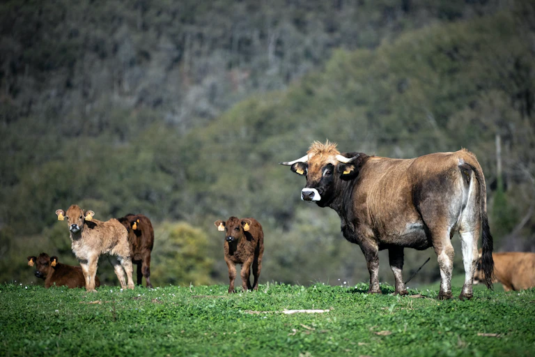 paysage montrant une vache et des veaux à l'arrière plan dans une prairie