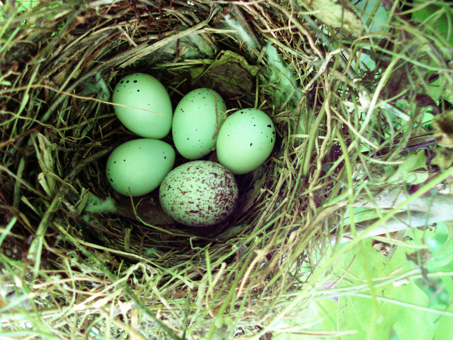 koel bird egg