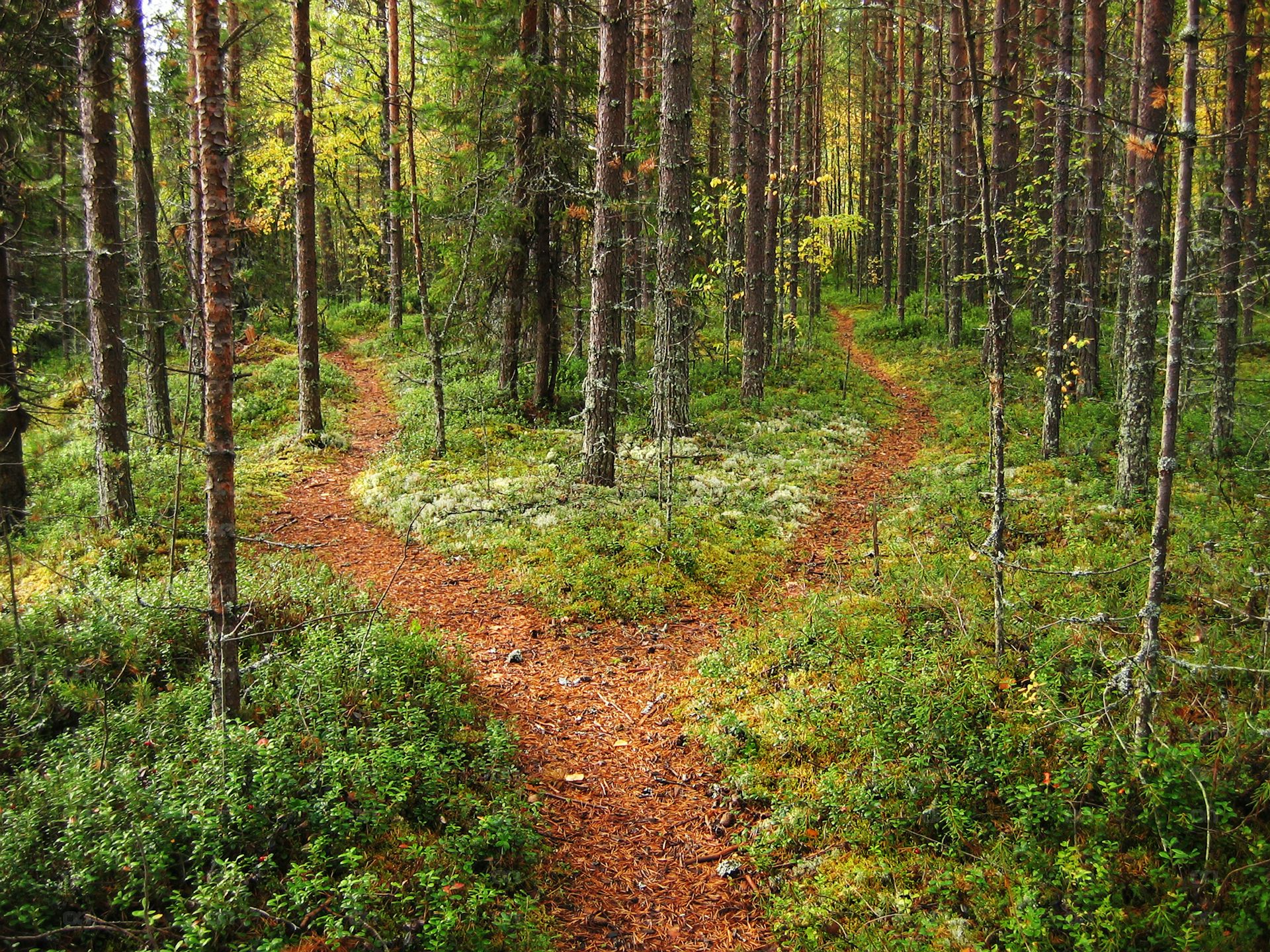 Carrefour de chemin dans la forêt de Karélian