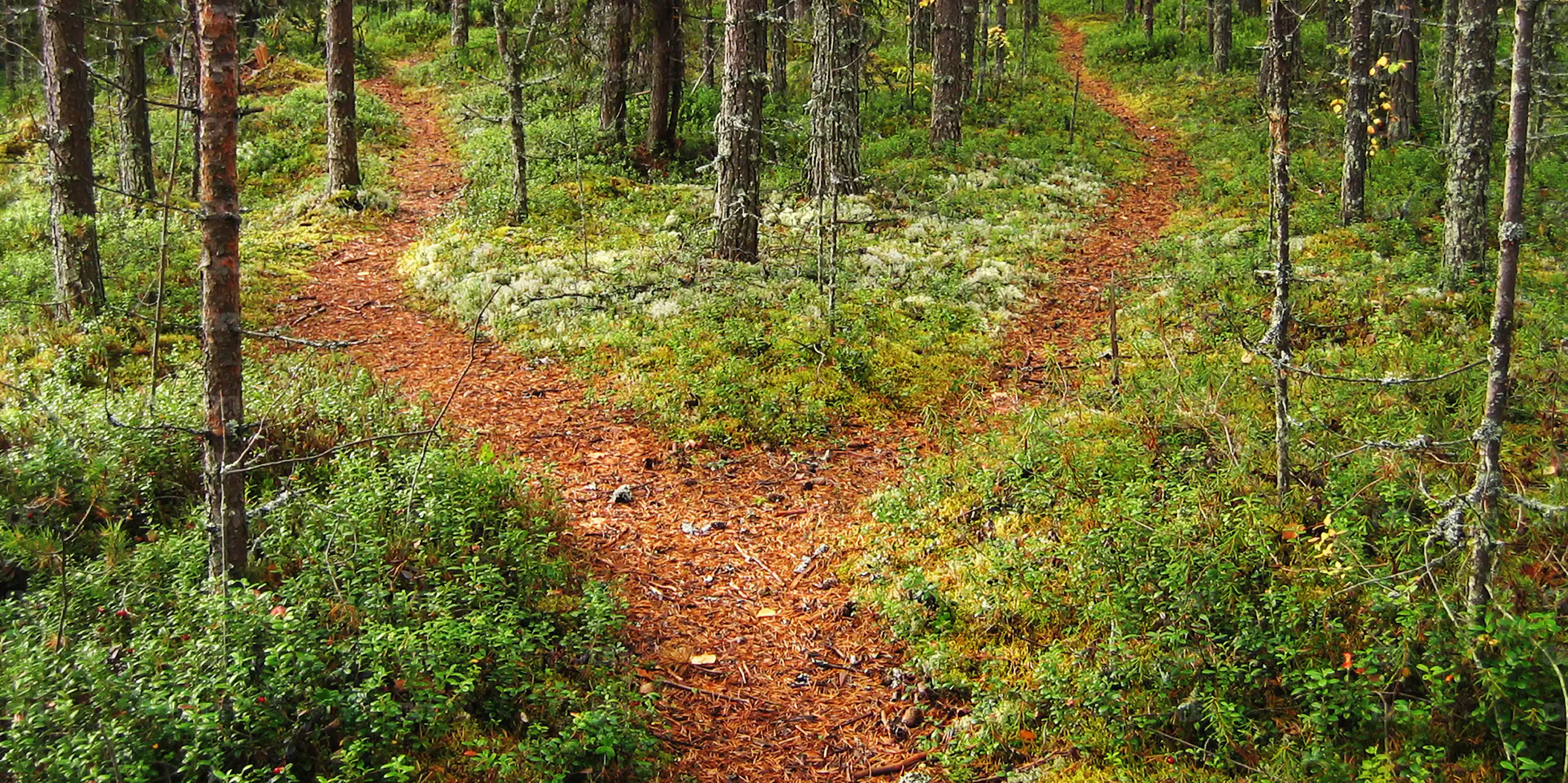 Carrefour de chemin dans la forêt de Karélian