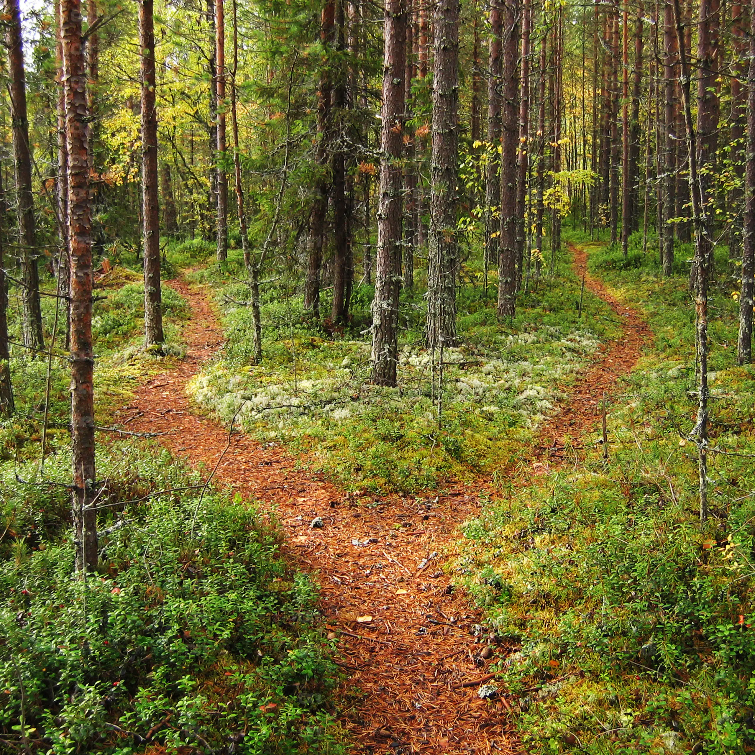 Carrefour de chemin dans la forêt de Karélian