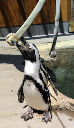 Can animals have mental disabilities?