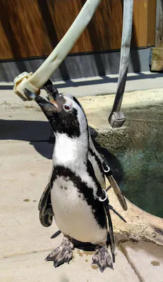 A penguin stretches upward to grasp a fire hose with a knot at the end in its beak.
