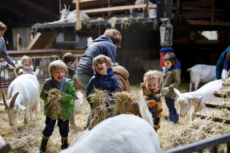 Dans une étable, des enfants jouent avec des chèvres et du foin.