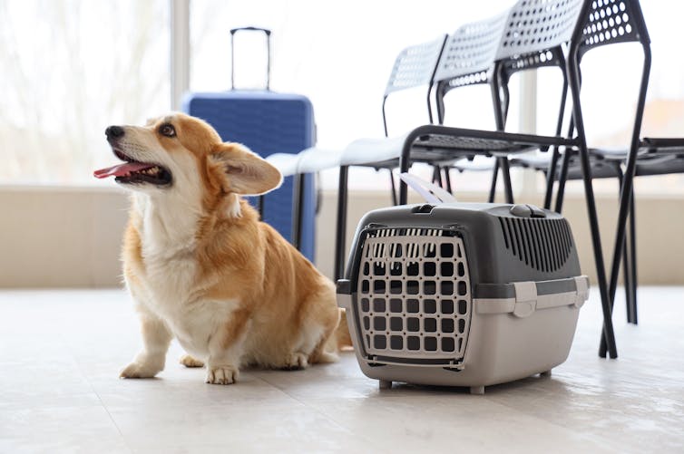 A dog waits next to her carrier at the airport.