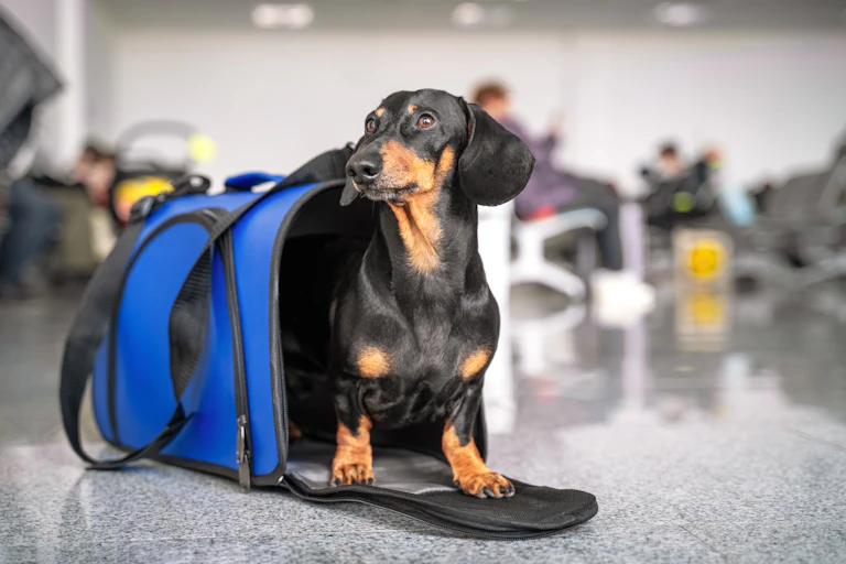 A pet waits in her carrier at the airport.