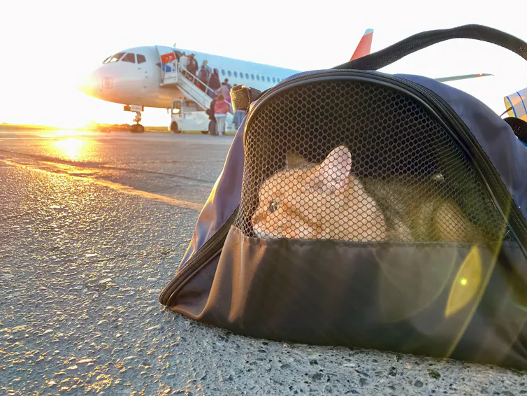A cat sits in his carrier on the tarmac