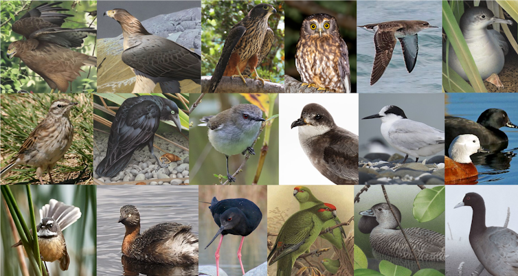 A collage of endemic New Zealand birds