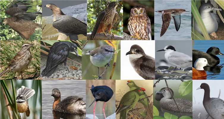 A collage of endemic New Zealand birds
