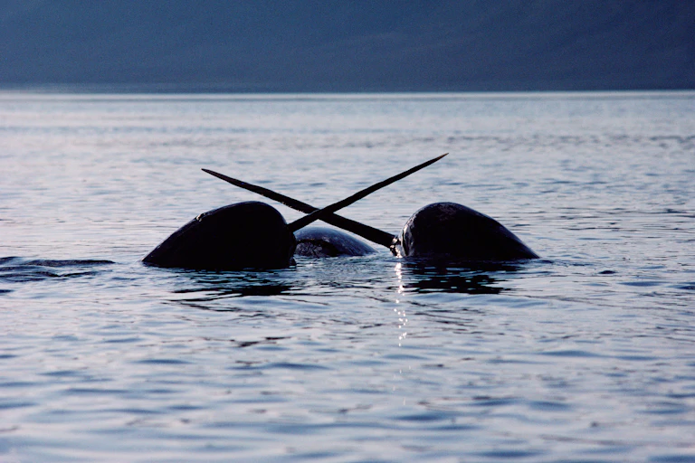 Two narwhals sparring