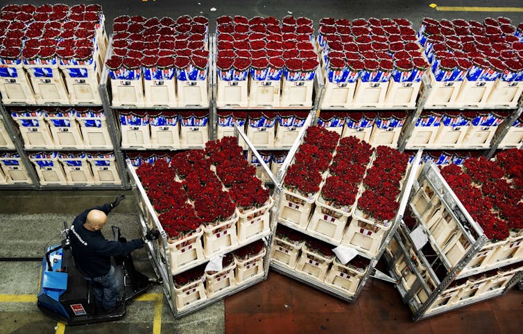 Why ‘low carbon’ roses are flown around the globe 1 Crates of roses in warehouse
