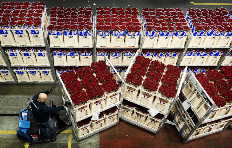 Crates of roses in warehouse
