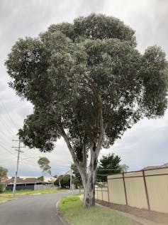 A yellow gum stands tall on the side of an urban street.