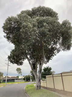 A yellow gum stands tall on the side of an urban street.