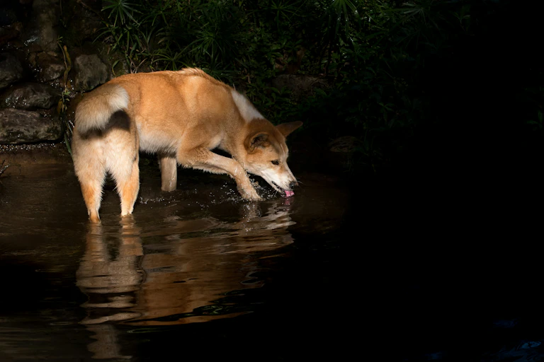 dingo drinks from stream at night
