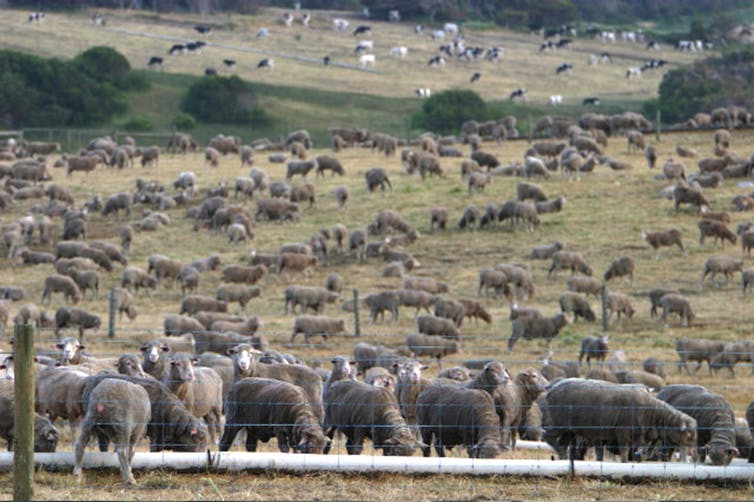 sheep grazing in oaddock