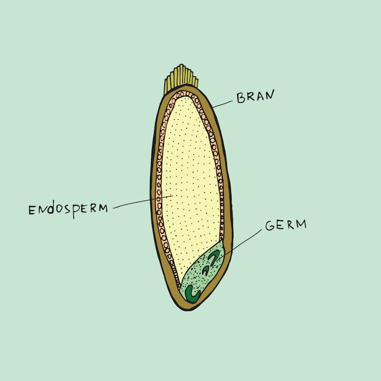 Diagram showing parts of the grain - endosperm, germ and bran.