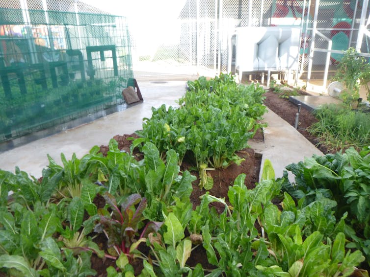 Leafy greens growing in the front garden at M Farm.