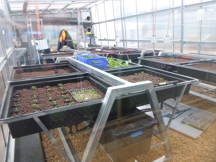 Small seedlings grow on raised planter boxes inside the purpose-built indoor farming facility during the first stage of operations.