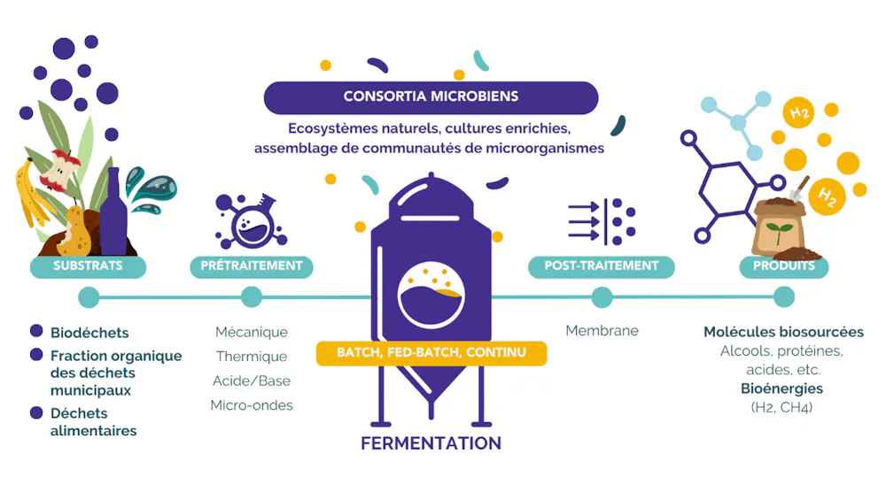 Valoriser nos déchets alimentaires grâce à la fermentation