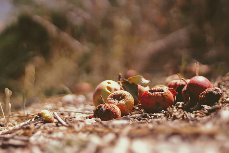 Des pommes pourries.