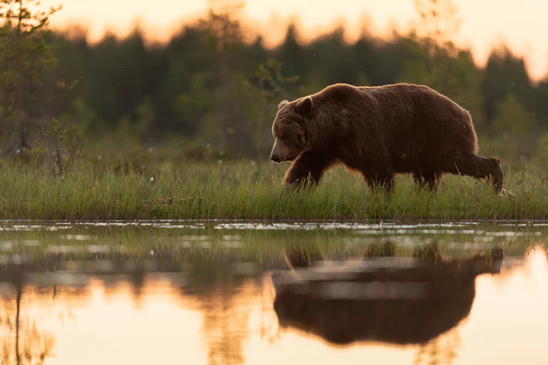 Sad looking brown bear