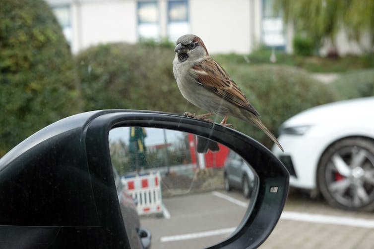 Sparrow sits on car