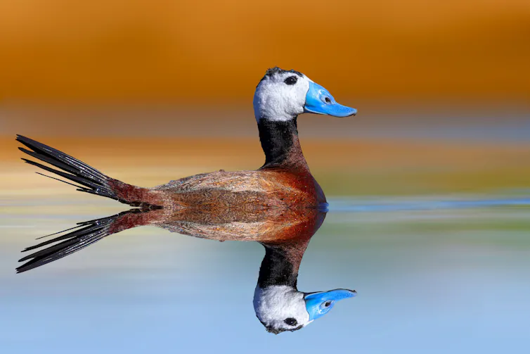 Handsome duck with white head and blue bill