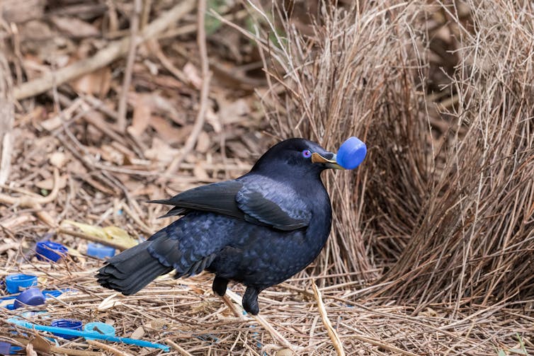 Small bird with blue plastic bottle top