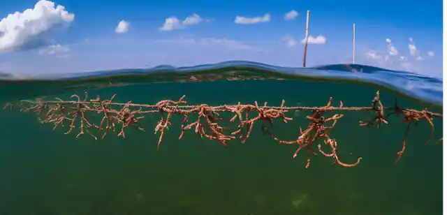 Expanding seaweed farms pose a risk to vital marine life