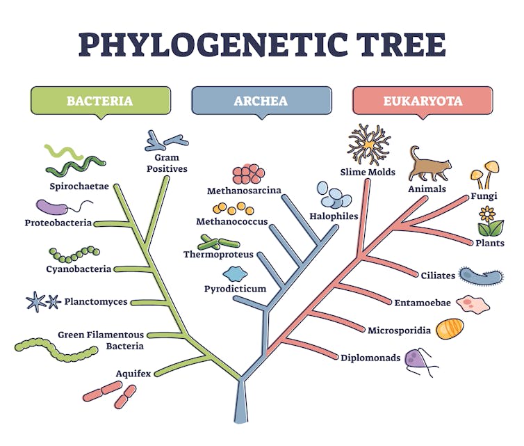 A diagram of a phylogenetic tree, with types of organisms on each branch. On the left are bacteria, in the middle archea and on the right eukaryota.