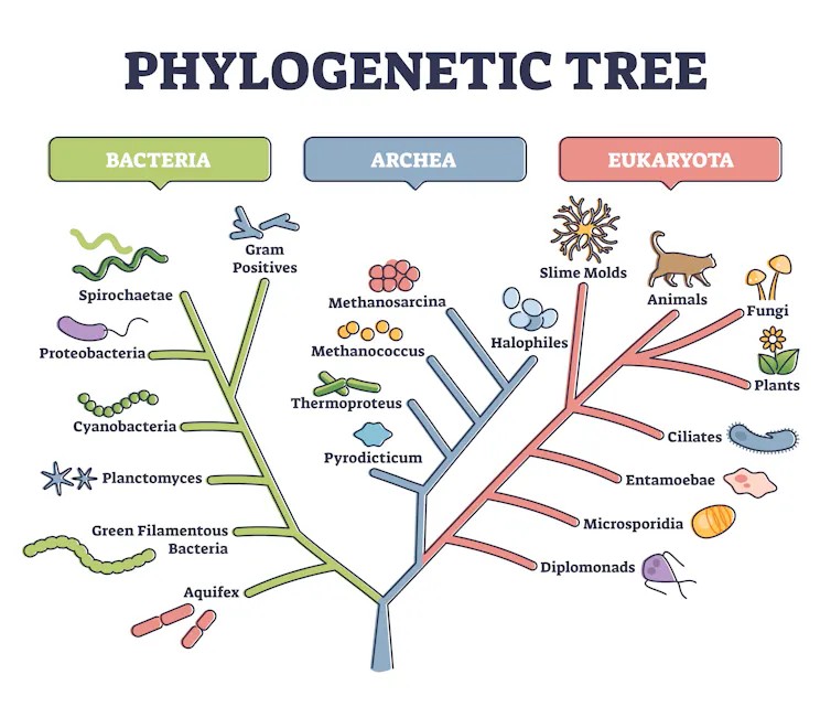 Um diagrama de uma árvore filogenética, com tipos de organismos em cada ramo. À esquerda estão as bactérias, no meio as arqueas e à direita os eucariotas.