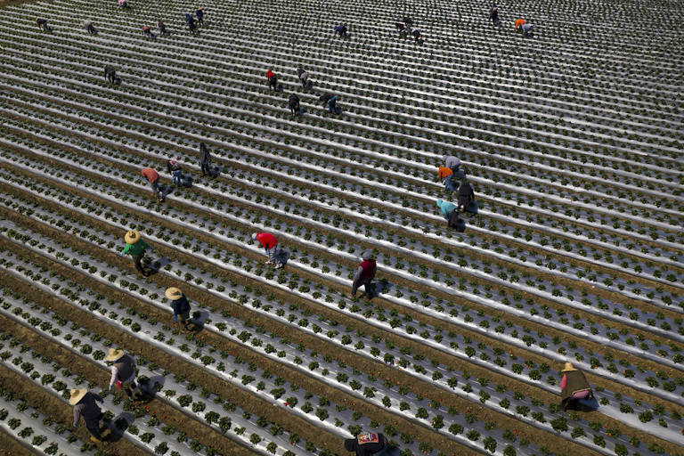 People wearing hats are seen from above standing over long rows of plants in a big field.