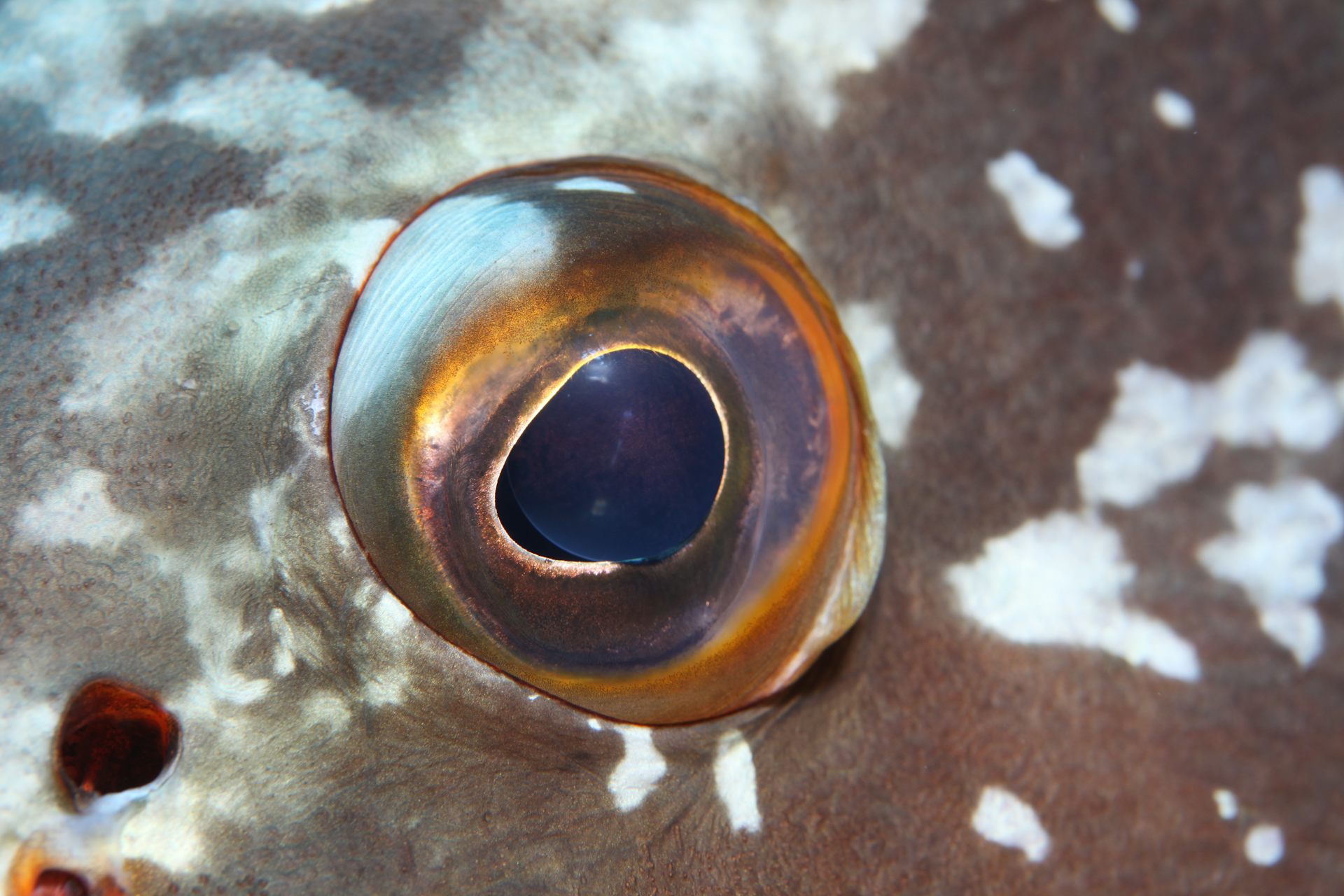 photo d’œil de poisson