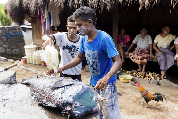 Two men lay a large fish out on a table in front of a thatched hut