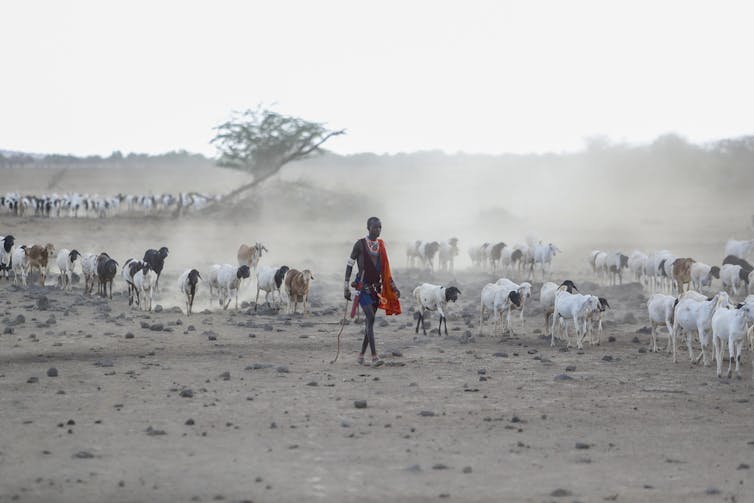 man walks with livestock in dusty scene