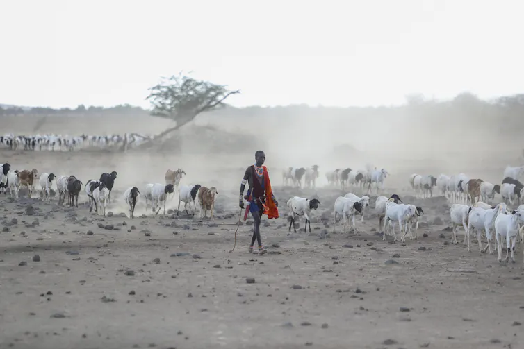 man walks with livestock in dusty scene