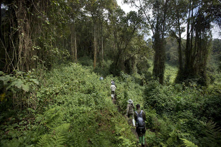 people walk through rainforest