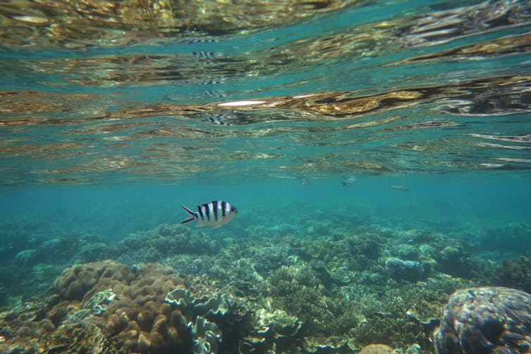 fish swims over coral reef