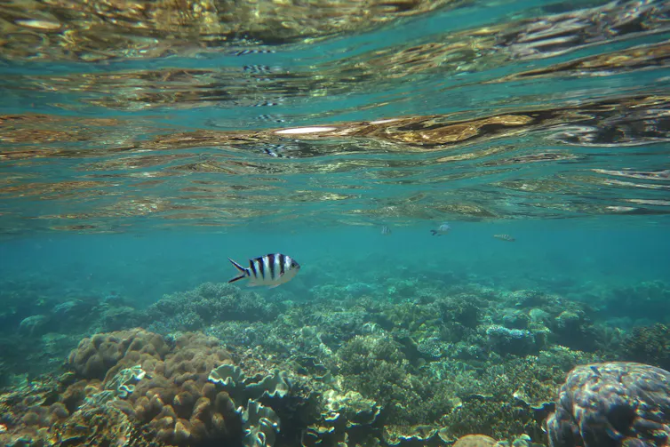 fish swims over coral reef
