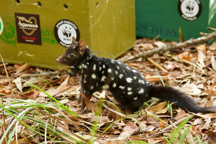 eastern quoll being released.