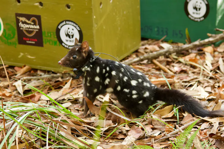 eastern quoll being released.