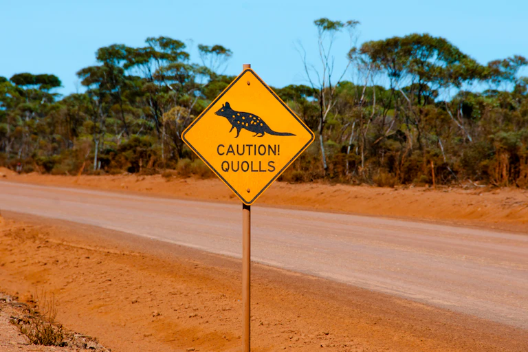 sign warning to take caution because quolls are present.