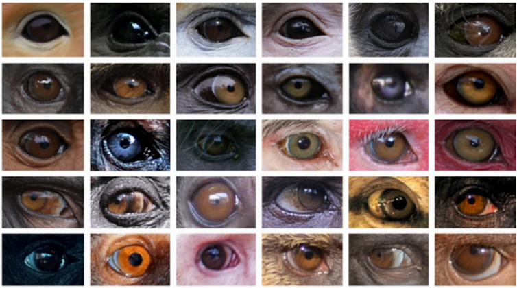 White of the eyes isn't a homogeneous feature in a human being, in step with the learn about 2 file 20250217 44 gflm1j.png?ixlib=rb 4.1