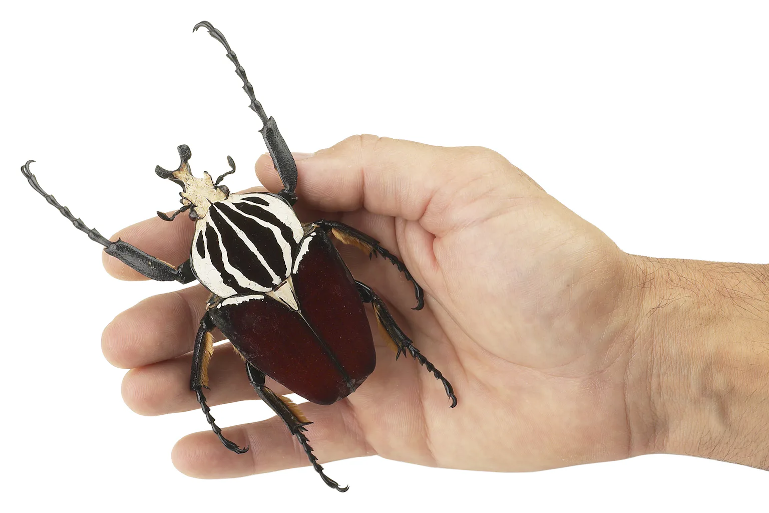 World’s largest insect faces extinction: how to save two species of ...