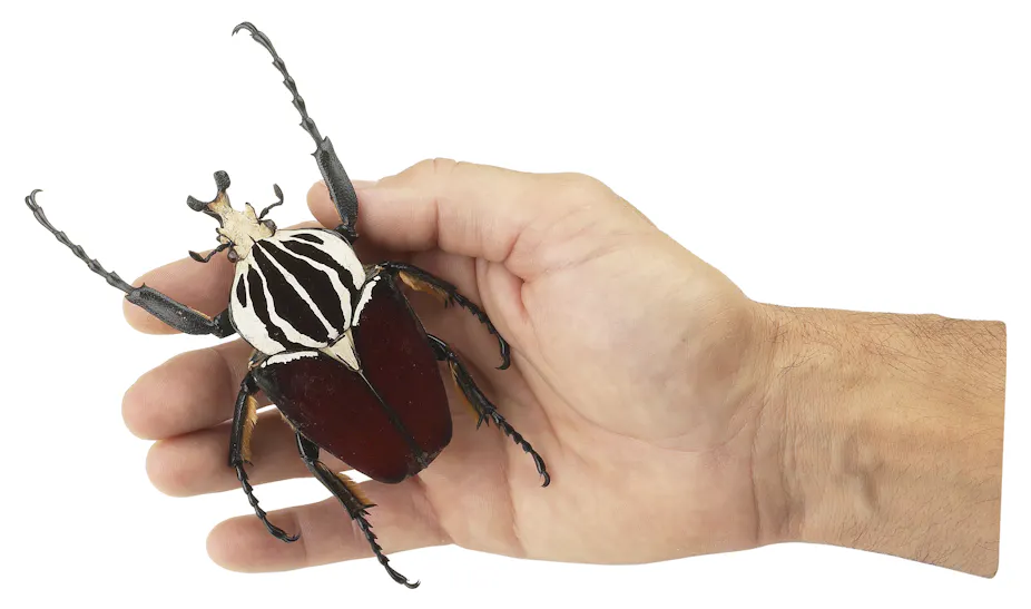 Biggest Insect Shell World’s largest insect faces extinction: how to save two species of ...