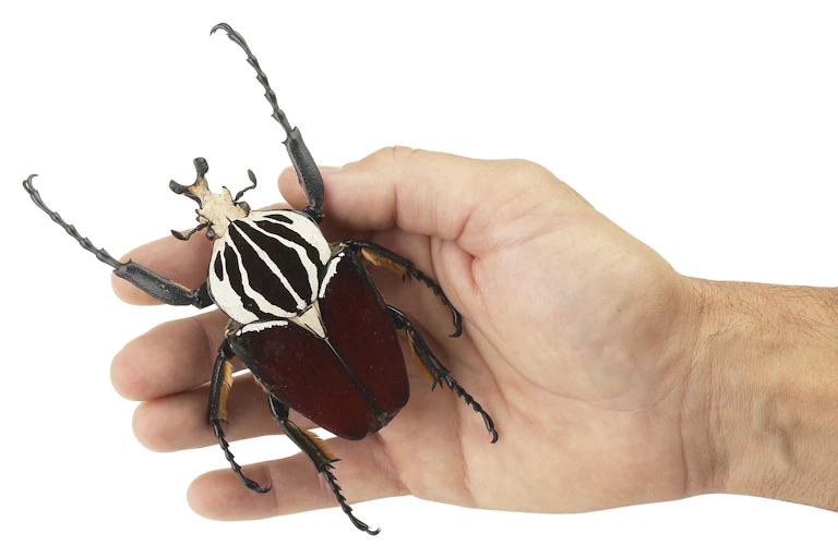 An adult man's hand holding a giant black and white beetle in his palm. It takes up his whole hand and extends beyond.