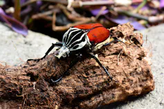 A big beetle with a black and white upper body and an orange back half crawls along a log on the forest floor